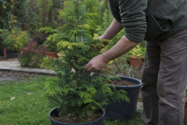 Cedru japonez (Cryptomeria japonica) – plantare, udare și întreținere