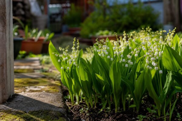 Lăcrămioare (Convallaria majalis) – plantare, îngrijire și greșeli de evitat