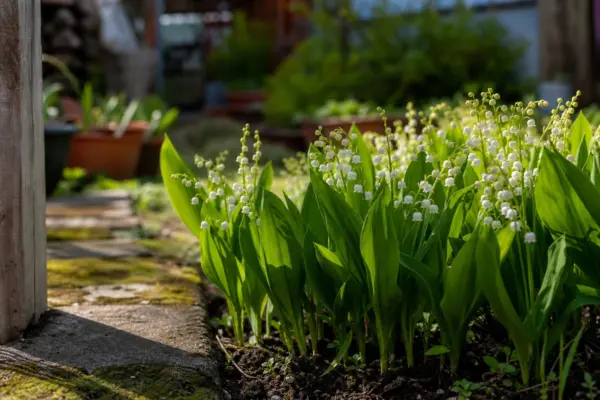 Lăcrămioare (Convallaria majalis) – plantare, îngrijire și greșeli de evitat