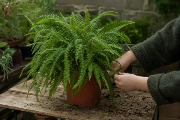 Feriga de interior (Nephrolepis exaltata) – sfaturi de plantare și îngrijire