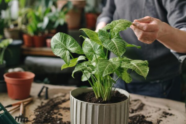 Syngonium (Syngonium podophyllum) – ghid practic de plantare și îngrijire