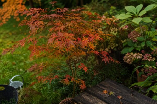 Arțar japonez (Acer palmatum) – plantare, îngrijire și greșeli de evitat