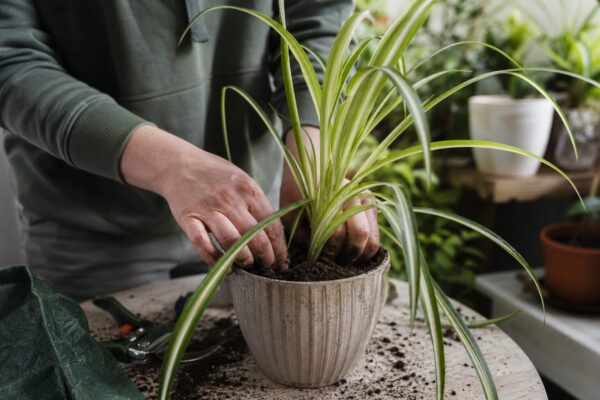 Panglicuța (Chlorophytum comosum) – de la plantare la întreținerea de zi cu zi