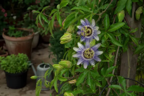 Floarea pasiunii (Passiflora caerulea) – condiții de creștere, plantare și îngrijire
