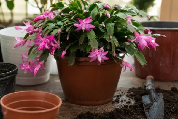 Cactusul de Paște (Rhipsalidopsis gaertneri) – sfaturi pentru plantare, creștere și întreținere