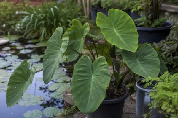 Colocasia (Colocasia esculenta) – sfaturi pentru plantare, creștere și întreținere