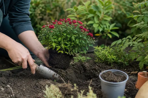 Crizantema (Chrysanthemum morifolium) – de la plantare la întreținerea de zi cu zi