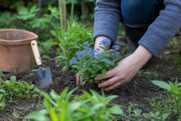 Nu-mă-uita (Myosotis sylvatica) – plantare, udare și întreținere