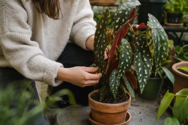 Begonie pătată (Begonia maculata) – plantare și îngrijire pas cu pas
