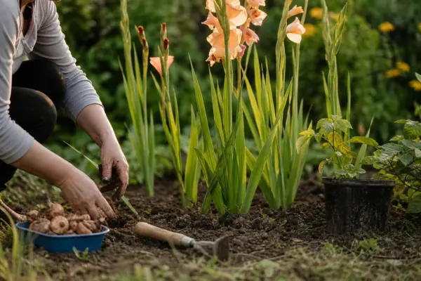 Gladiola (Gladiolus) – tot ce trebuie să știi despre plantare și îngrijire