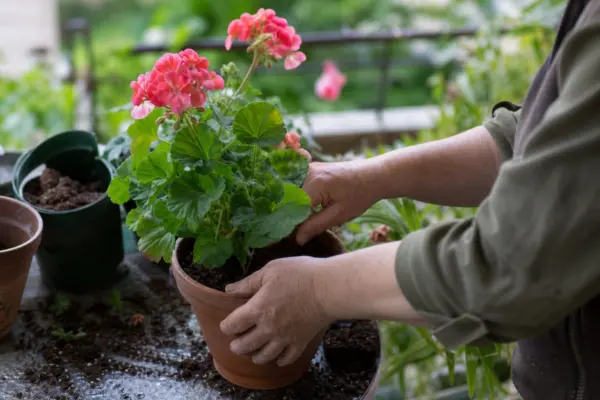 Mușcata (Pelargonium zonale) – ghid practic de plantare și îngrijire