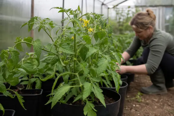 Roșii hibrid pentru solar: avantaje și cum să le cultivi corect