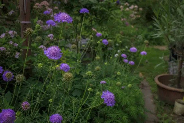 Sipică (Scabiosa atropurpurea) – ghid practic de plantare și îngrijire