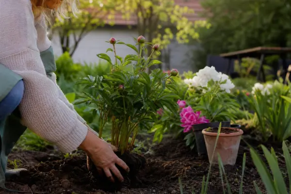 Bujorul (Paeonia) – sfaturi pentru plantare, creștere și întreținere