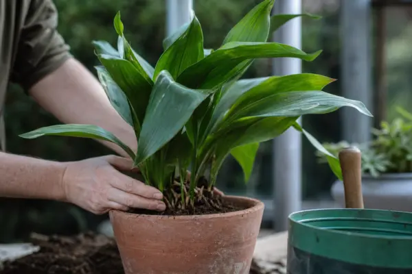 Aspidistra (Aspidistra elatior) – sfaturi utile pentru plantare și îngrijire