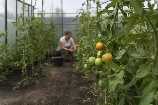 Schema de plantare a roșiilor în solar: distanțe și densitate optime