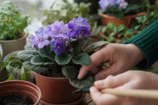 Violeta africană (Saintpaulia ionantha) – sfaturi pentru plantare, creștere și întreținere