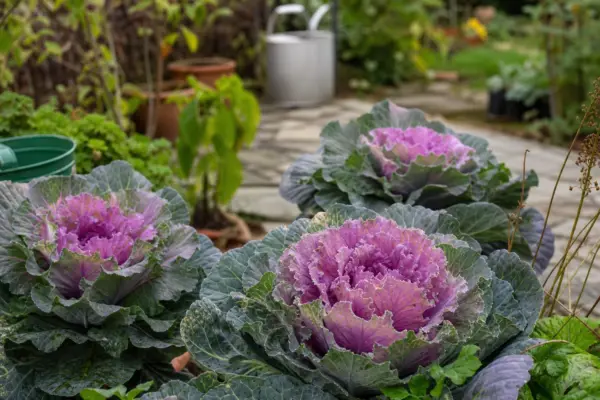 Varză ornamentală (Brassica oleracea) – condiții de creștere, plantare și îngrijire