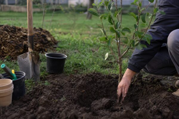 Păr (Pyrus communis) – plantare, îngrijire și greșeli de evitat