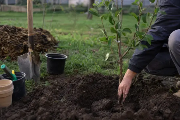 Păr (Pyrus communis) – plantare, îngrijire și greșeli de evitat