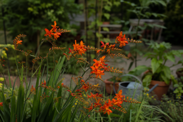 Crocosmia (Crocosmia crocosmiiflora) – de la plantare la întreținerea de zi cu zi