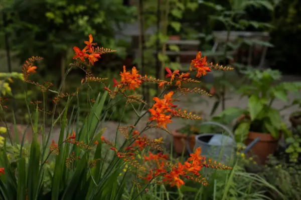 Crocosmia (Crocosmia crocosmiiflora) – de la plantare la întreținerea de zi cu zi