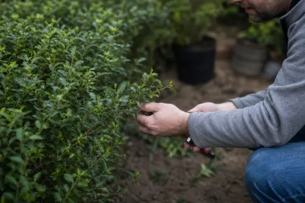 Lemn câinesc (Ligustrum ovalifolium) – sfaturi de plantare și îngrijire