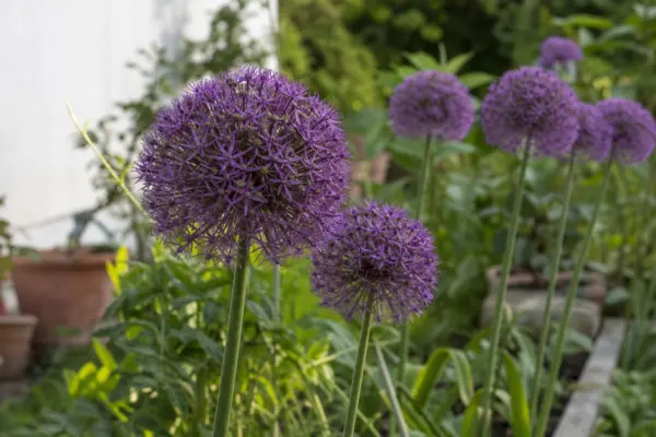 Allium ornamental (Allium giganteum) – plantare și îngrijire pas cu pas