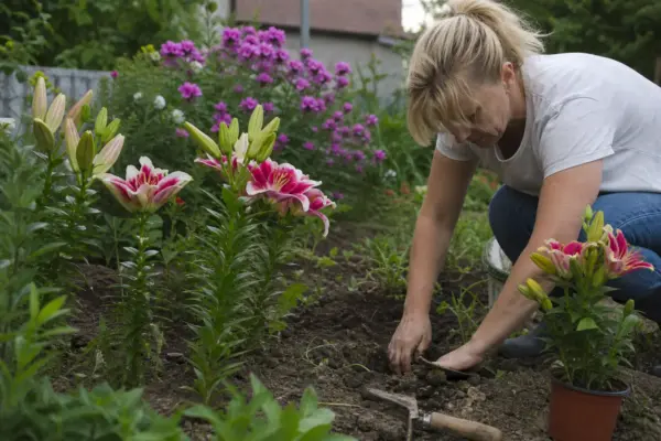 Crinul (Lilium) – sfaturi utile pentru plantare și îngrijire