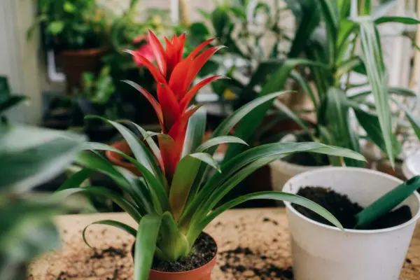 Guzmania (Guzmania lingulata) – sfaturi utile pentru plantare și îngrijire