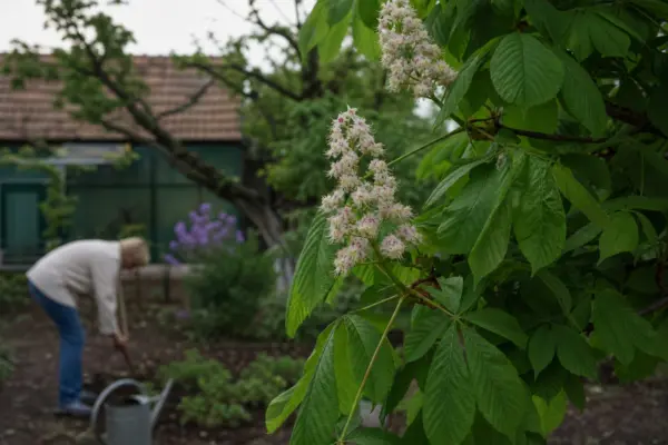 Castan (Aesculus hippocastanum) – ghid complet de cultivare și îngrijire