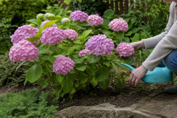 Hortensia (Hydrangea macrophylla) – plantare, udare și întreținere