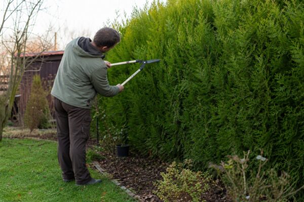 Leylandii (Cupressocyparis leylandii) – plantare, udare și întreținere