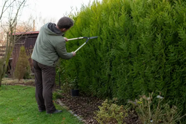 Leylandii (Cupressocyparis leylandii) – plantare, udare și întreținere