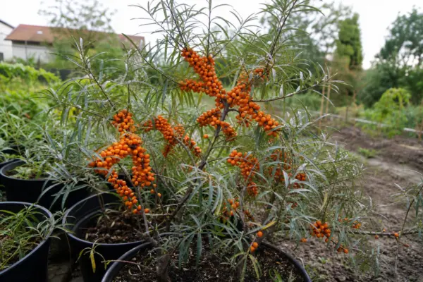 Cătină (Hippophae rhamnoides) – plantare și îngrijire pas cu pas