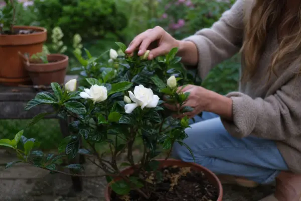 Gardenia (Gardenia jasminoides) – tot ce trebuie să știi despre plantare și îngrijire