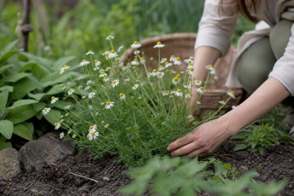 Mușețel (Matricaria chamomilla) – sfaturi utile pentru plantare și îngrijire