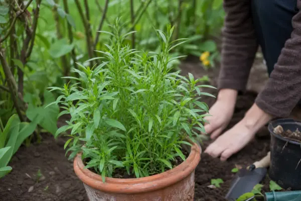 Tarhon (Artemisia dracunculus) – sfaturi de plantare și îngrijire