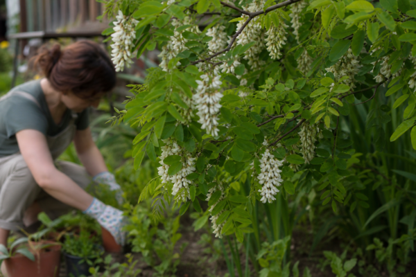 Salcâm (Robinia pseudoacacia) – condiții de creștere, plantare și îngrijire