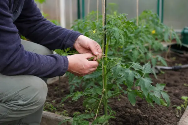 Cum se leagă roșiile în solar pentru a susține plantele încărcate