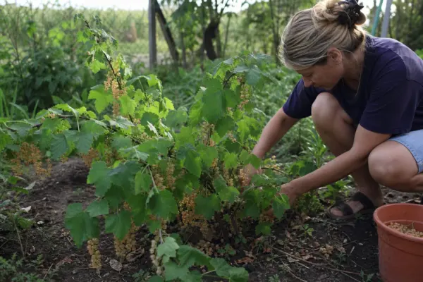 Coacăz alb (Ribes rubrum var. album) – condiții de creștere, plantare și îngrijire