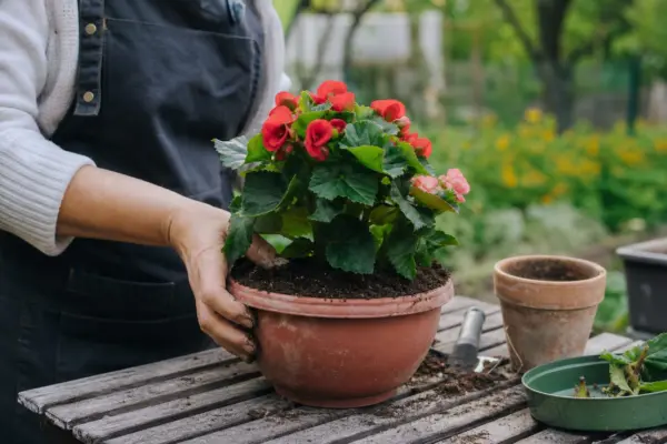 Begonie Elatior (Begonia elatior) – tot ce trebuie să știi despre plantare și îngrijire
