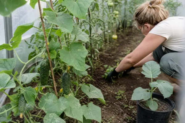 Cultivarea simultană a castraveților și roșiilor în solar: compatibilitate și spații