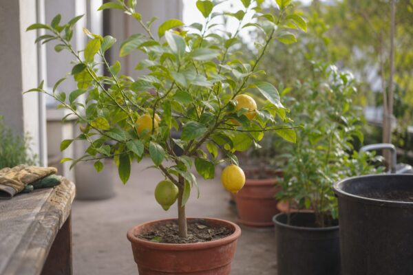 Lămâi în ghiveci (Citrus limon) – de la plantare la întreținerea de zi cu zi