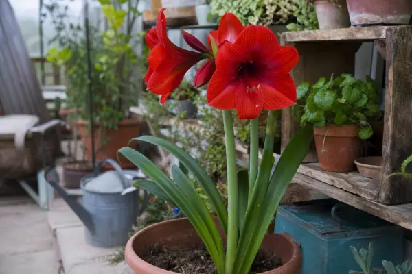Amaryllis (Hippeastrum hybridum) – plantare, îngrijire și greșeli de evitat