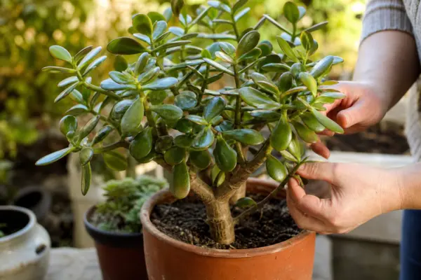 Arborele de jad (Crassula ovata) – ghid pas cu pas de plantare și întreținere