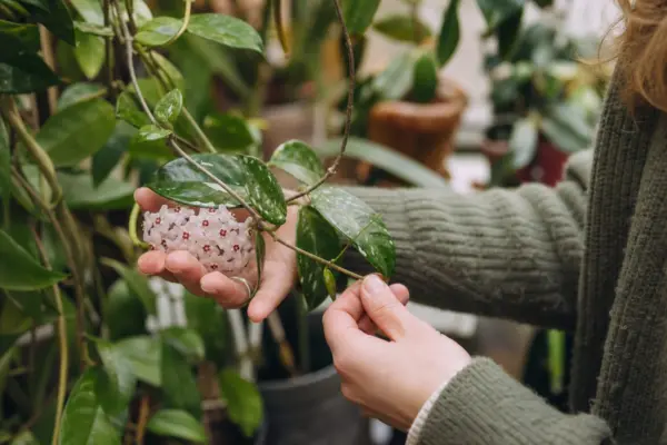 Hoya sau floarea de ceară (Hoya carnosa) – ghid pas cu pas de plantare și întreținere