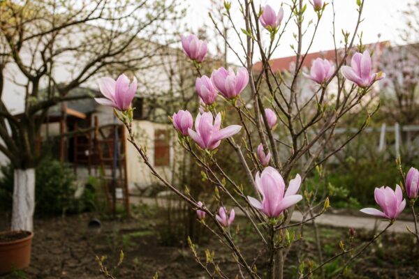 Magnolia (Magnolia soulangeana) – de la plantare la întreținerea de zi cu zi