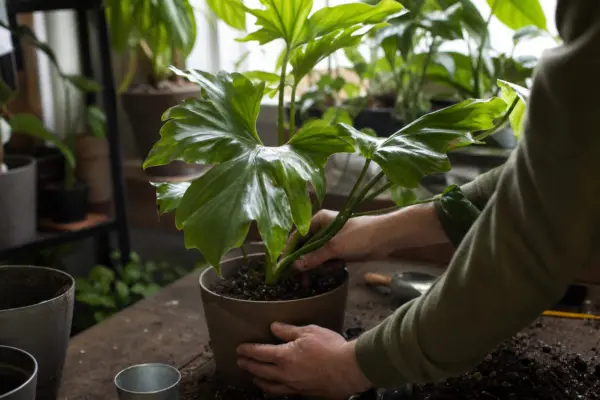 Filodendronul (Philodendron scandens) – ghid practic de plantare și îngrijire