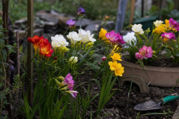 Frezia (Freesia refracta) – ghid complet de cultivare și îngrijire